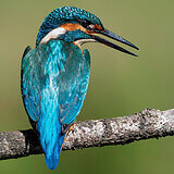 Kingfishers